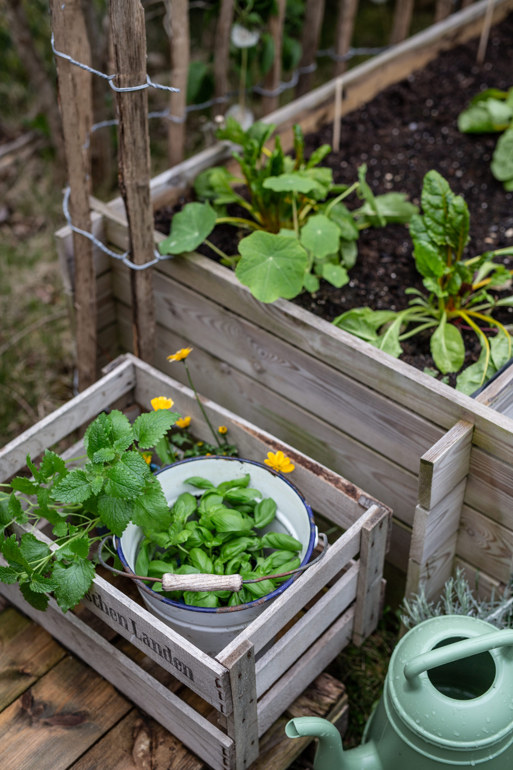 Hochbeet bepflanzen – ein Salat Bowl Beet anlegen | Gesunde vegane Rezepte, Fermentation, Nachhaltigkeit - Syl Gervais