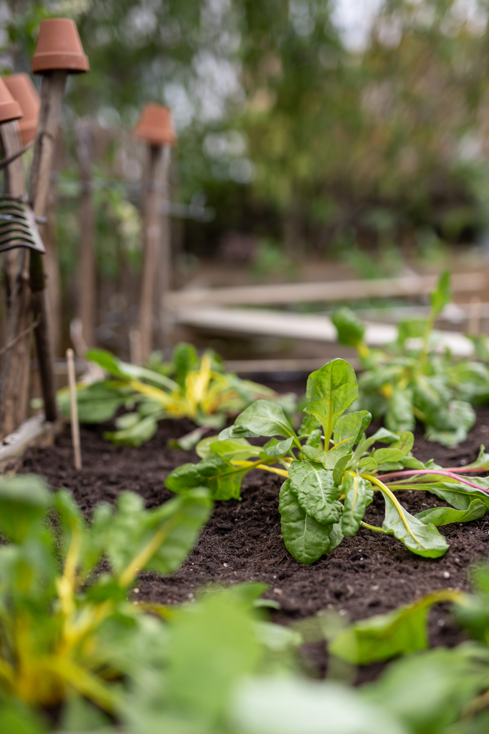 Hochbeet bepflanzen – eine Salat Bowl – die Ernte | Gesunde vegane Rezepte, Fermentation, Nachhaltigkeit - Syl Gervais