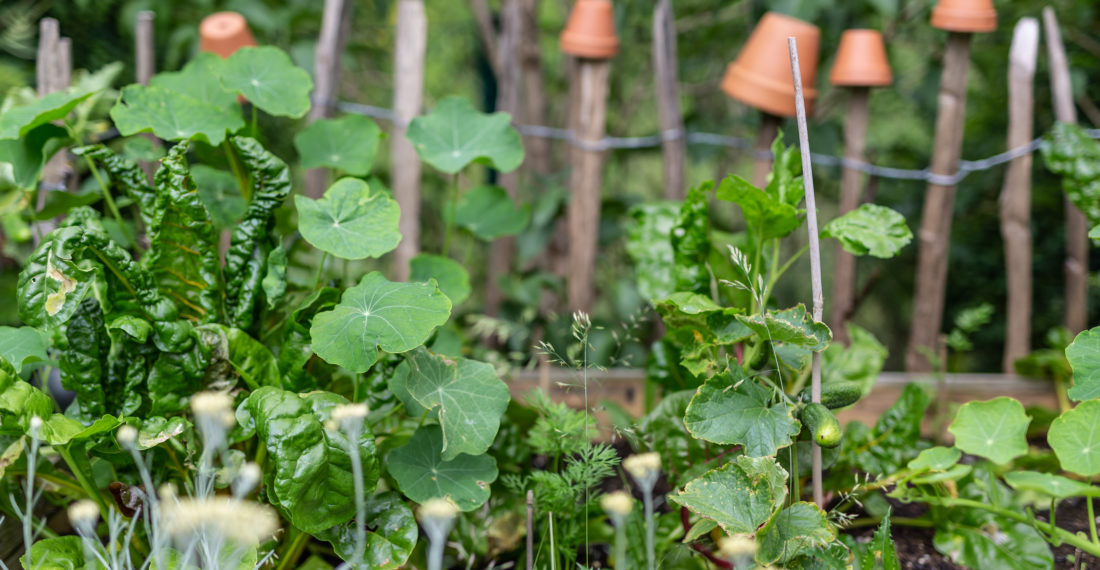 Hochbeet bepflanzen – eine Salat Bowl – die Ernte | Gesunde vegane Rezepte, Fermentation, Nachhaltigkeit - Syl Gervais